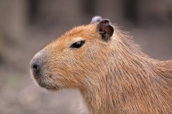 Capybara Sus Meme Template