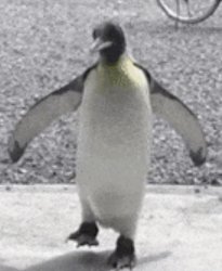 Penguin ? Meme Template