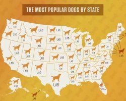 Most popular dogs by state Meme Template