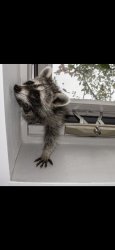 Raccoon break in Meme Template