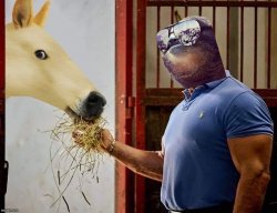 Sloth feeds doge horse Meme Template