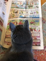 Cat Reading Newspaper Meme Template