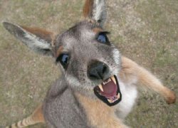 Vampire kangaroo Meme Template