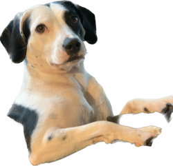 honest work dog Meme Template