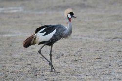 Grey Crowned Crane Meme Template