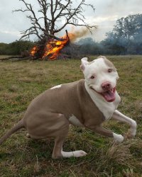 happy dog with tree on fire behind Meme Template