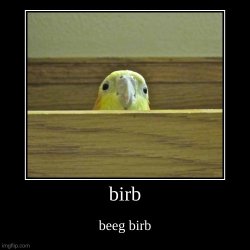 beeg birb Meme Template