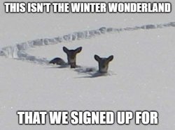 Deep Snow Deer Meme Template