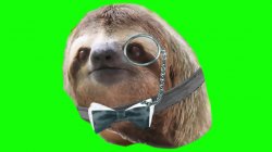 Monocle sloth are you sure about that Meme Template