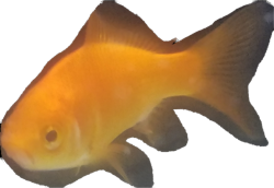 Goldie the Fish Meme Template