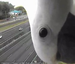 Cockatoo Just Checking in Meme Template