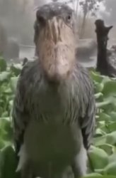 Shoebill Meme Template