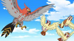 talonflame and pidgey Meme Template
