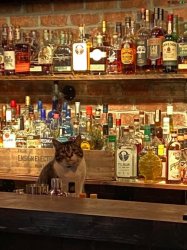 Sober cat behind the bar Meme Template