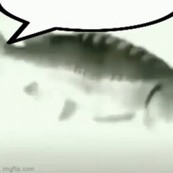 fish Meme Template