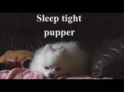Sleep tight pupper Meme Template