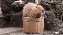 Capybara bath Meme Template