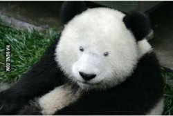 Pandas with down syndrome be like Meme Template