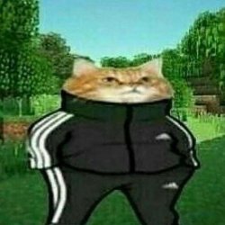 cat with tracksuit Meme Template