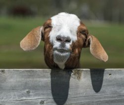 Smirking goat Meme Template