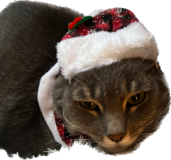 Christmas cat Meme Template