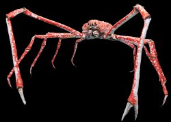 Japanese Spider Crab Meme Template