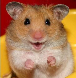 hamster Meme Template