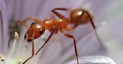 VC ANT Meme Template