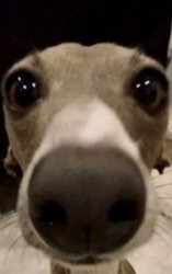 Sly Dog Meme Template