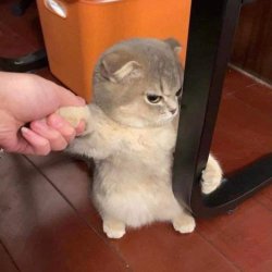 Cat holding table Meme Template