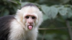 capuchin monkey Meme Template