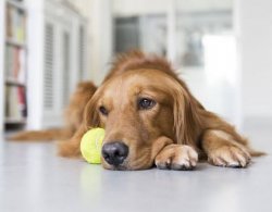 Anjing badmood Meme Template