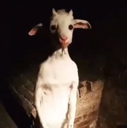 Standing Goat Meme Template