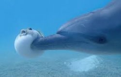 Puffer fish being poked by a dolphin Meme Template