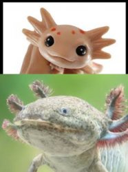 Cute axolotl Ugly axolotl Meme Template