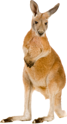 Kangaroo Meme Template