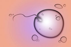 Fertilization Meme Template