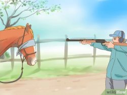 Wikihow Put Down Horse Meme Template
