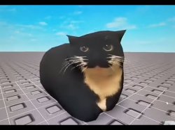 Maxwell cat Meme Template
