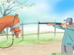 Wikihow to put down a horse Meme Template