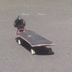 pigeon on a skateboard Meme Template