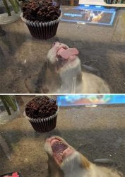 Cupcake Block Dog Meme Template