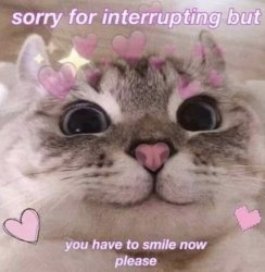 Wholesome Cat ❤ Meme Template