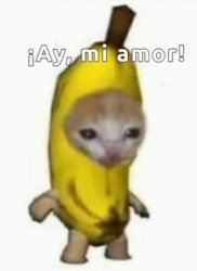 Poco loco cat Meme Template