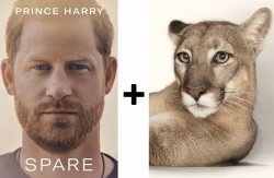 Harry and Cougar Meme Template