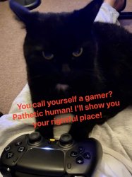 Gamer cat Meme Template