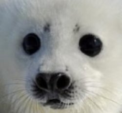 Harp Seal Meme Template