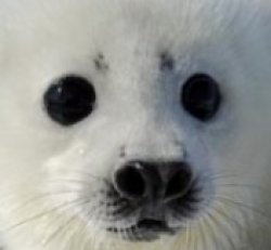 Harp Seal Meme Template