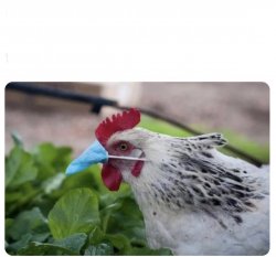Chicken with n95 mask Meme Template