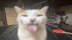 Milly the silly cat Bleh Cat Meme Template